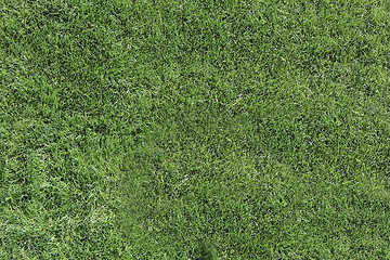 Image showing Green vibrant grass