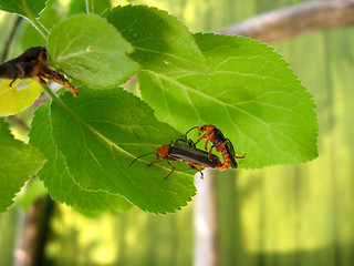 Image showing motley bugs on the leaf making love