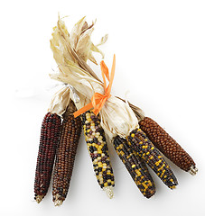 Image showing Indian Corn