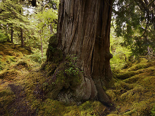 Image showing Large  Old Tree In The Rain Forest 