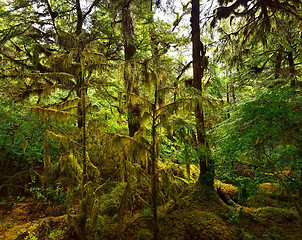 Image showing Rain Forest 