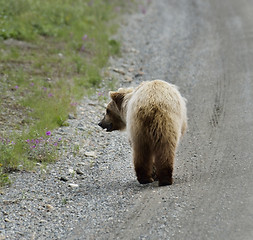 Image showing Brown Bear