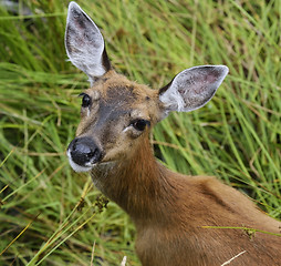 Image showing Whitetail Deer Female 