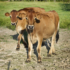 Image showing Calves