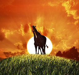 Image showing Giraffes At Sunset