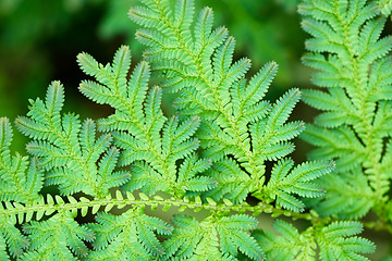 Image showing Green leaves of tropical fern close-up
