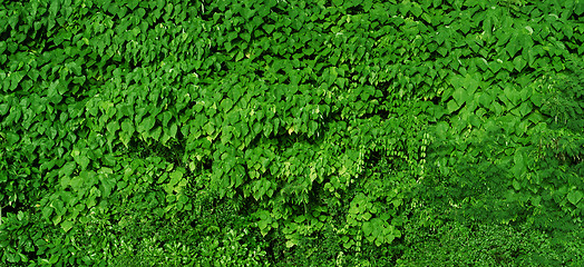 Image showing Natural green foliage background - high-resolution panorama