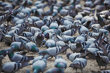 Image showing Pigeons gaily eat at town square. At this point they shit