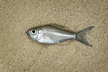 Image showing Little fish drying on the sand beach 