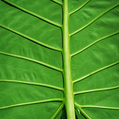 Image showing Tropical plant green background - Colocasia gigantea leaf