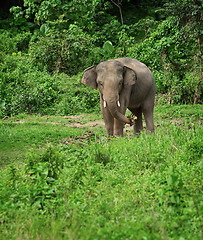 Image showing Elephant eats in nature