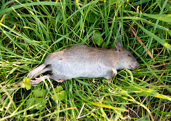 Image showing Dead rat with a broken leg on grass