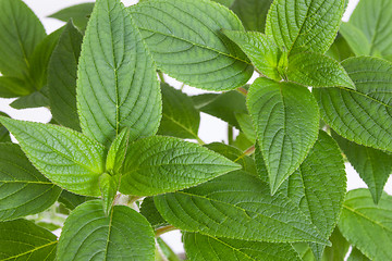 Image showing Green mint leaves