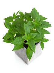 Image showing Fresh mint in a pot