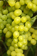 Image showing Cluster of yellow grapes