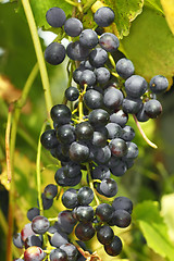 Image showing Cluster of dark grapes