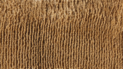 Image showing Old beige floor carpet