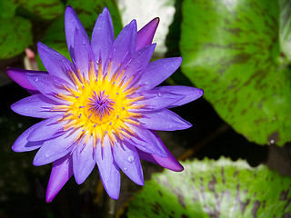 Image showing violet water lily
