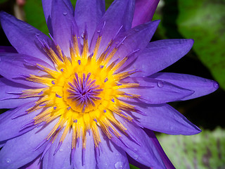 Image showing violet water lily