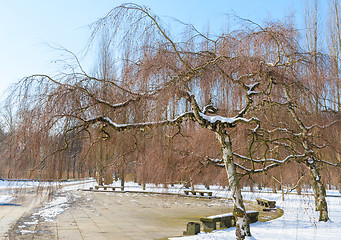 Image showing Winter park with birch trees agains the blue sky