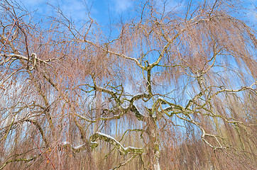 Image showing Wintry birch tree against blue sky