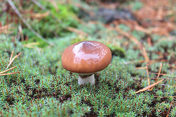 Image showing mushroom in the moss