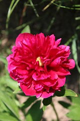 Image showing red flower of peony