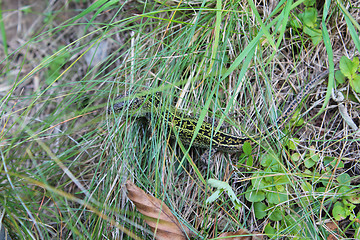 Image showing green lizard creeping in the green grass