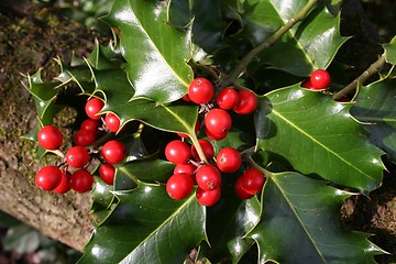 Image showing Wild Holly