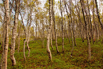 Image showing Forest floor