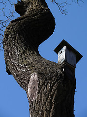 Image showing Bird's house on a curve tree