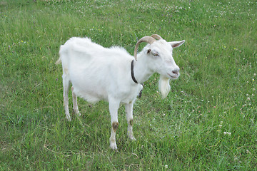 Image showing Goat standing on the pasture