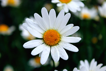 Image showing chamomiles on the flower bed