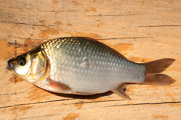 Image showing caught big white crucian