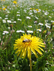 Image showing Bee on a yellow flower