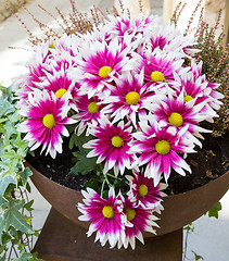 Image showing Pink chrysanthemums in a pot