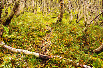 Image showing Forest floor scenery