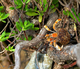 Image showing Orange Crab