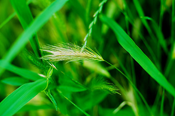 Image showing Green Grass Background