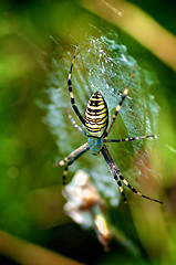 Image showing Danger Spider