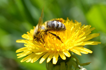 Image showing bee on a flower