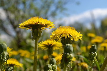 Image showing dandelions