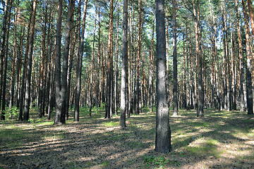 Image showing pine wood in the summer