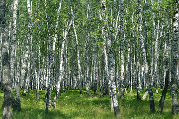 Image showing birch wood in the summer