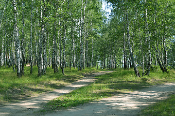 Image showing footpath in the summer birch wood