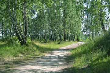 Image showing footpath in the summer birch wood