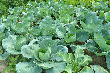 Image showing cabbage in a kitchen garden