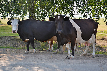 Image showing Two cows stand near the road