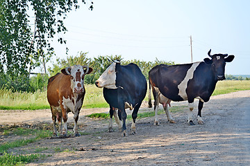 Image showing Three cows stand near the road