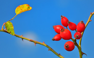 Image showing Rose hips from the bushes